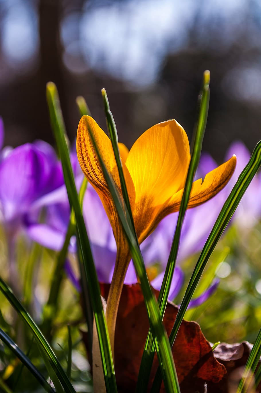 crocus, purple, yellow, grass, grasses, spring, flower, blossom HD wallpaper