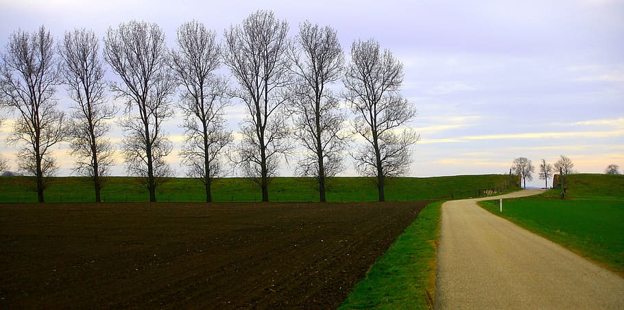 Landscape, Trees, Field, Road, countryside, nature, grass, no people HD wallpaper