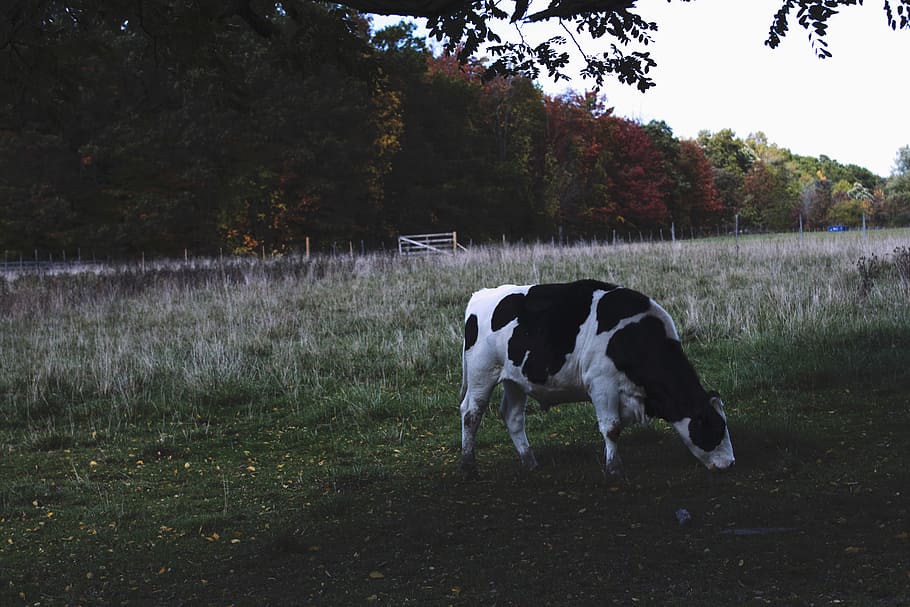 white and black cattle eating grass, white and black cattle on grass field at daytime HD wallpaper