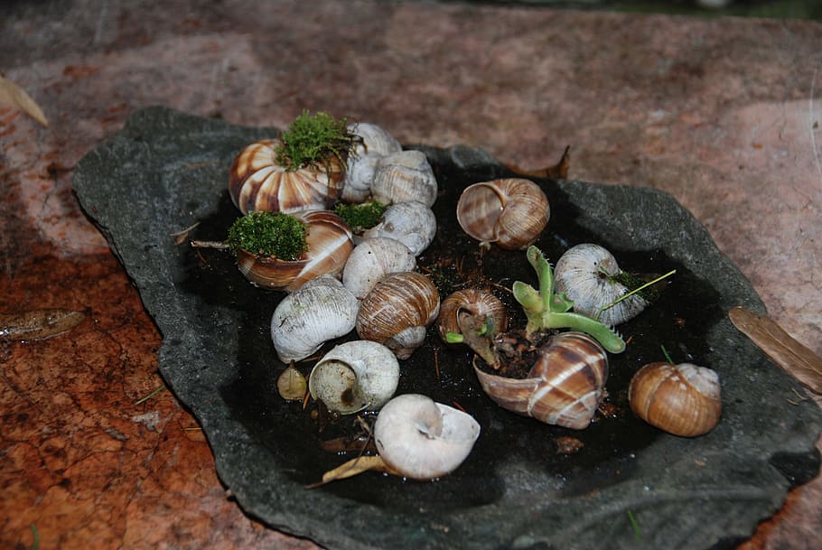 snails, naturdeko, shell, food, food and drink, freshness, no people HD wallpaper
