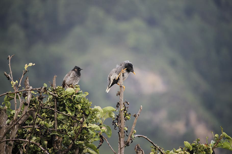 selective focus photography of two birds perching on branch HD wallpaper