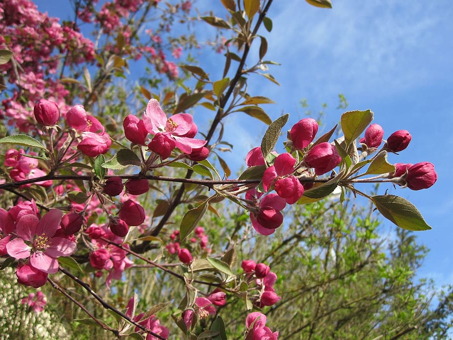 summer, nature, blossom, bloom, plant, flower, flowering plant HD wallpaper