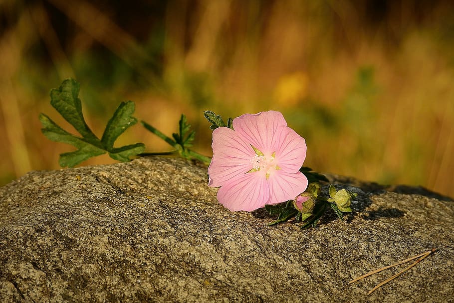 flower, stone, summer, flowering plant, freshness, petal, inflorescence HD wallpaper