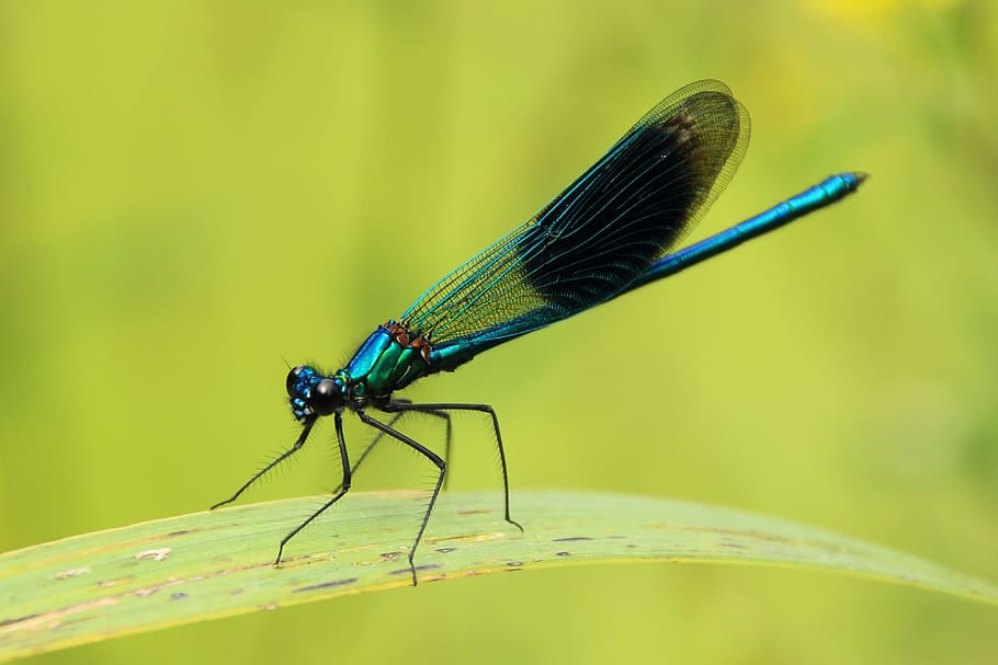 blue dragonfly, close, insect, nature, green, leaf, animal HD wallpaper