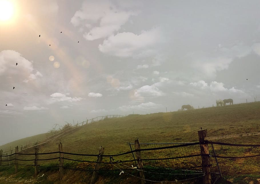 cattle farm, horses, pasture, sun, clouds, fence, pasture fence HD wallpaper