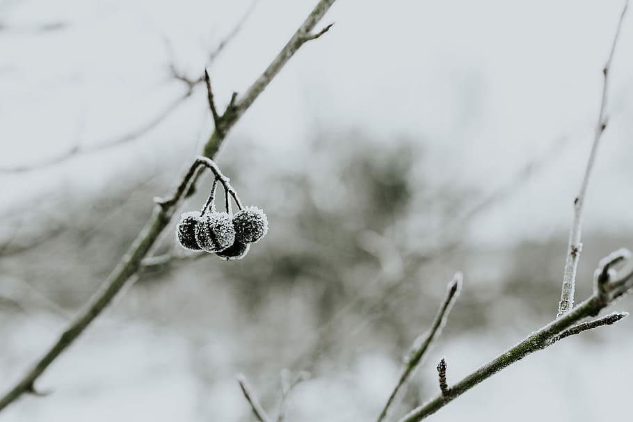 Close-ups of snowy trees, closeup, leaves, pine, twig, branch HD wallpaper