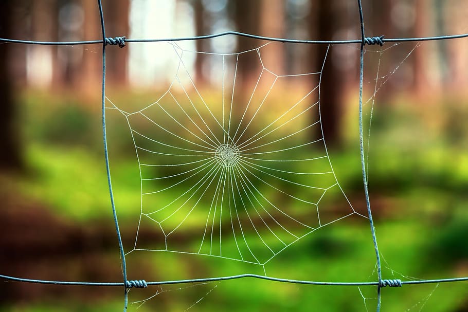 nature, cobweb, spider, dew, grid, green, bokeh, close up, spider webs HD wallpaper