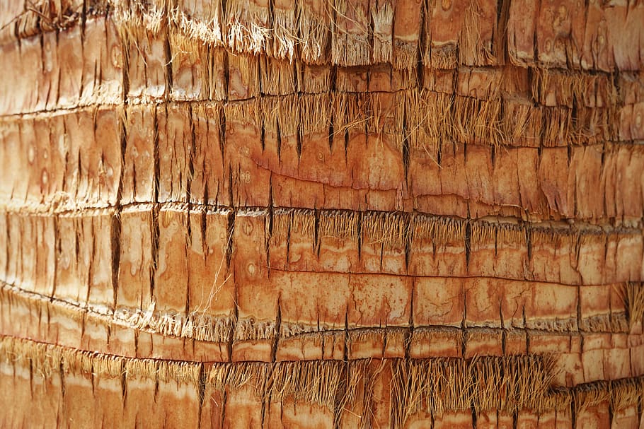 closeup photo of tree trunk, coconut tree, bark, palm tree, texture, HD wallpaper
