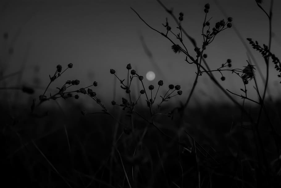 blurred, moon, through grass, growth, plant, nature, sky, beauty in nature HD wallpaper