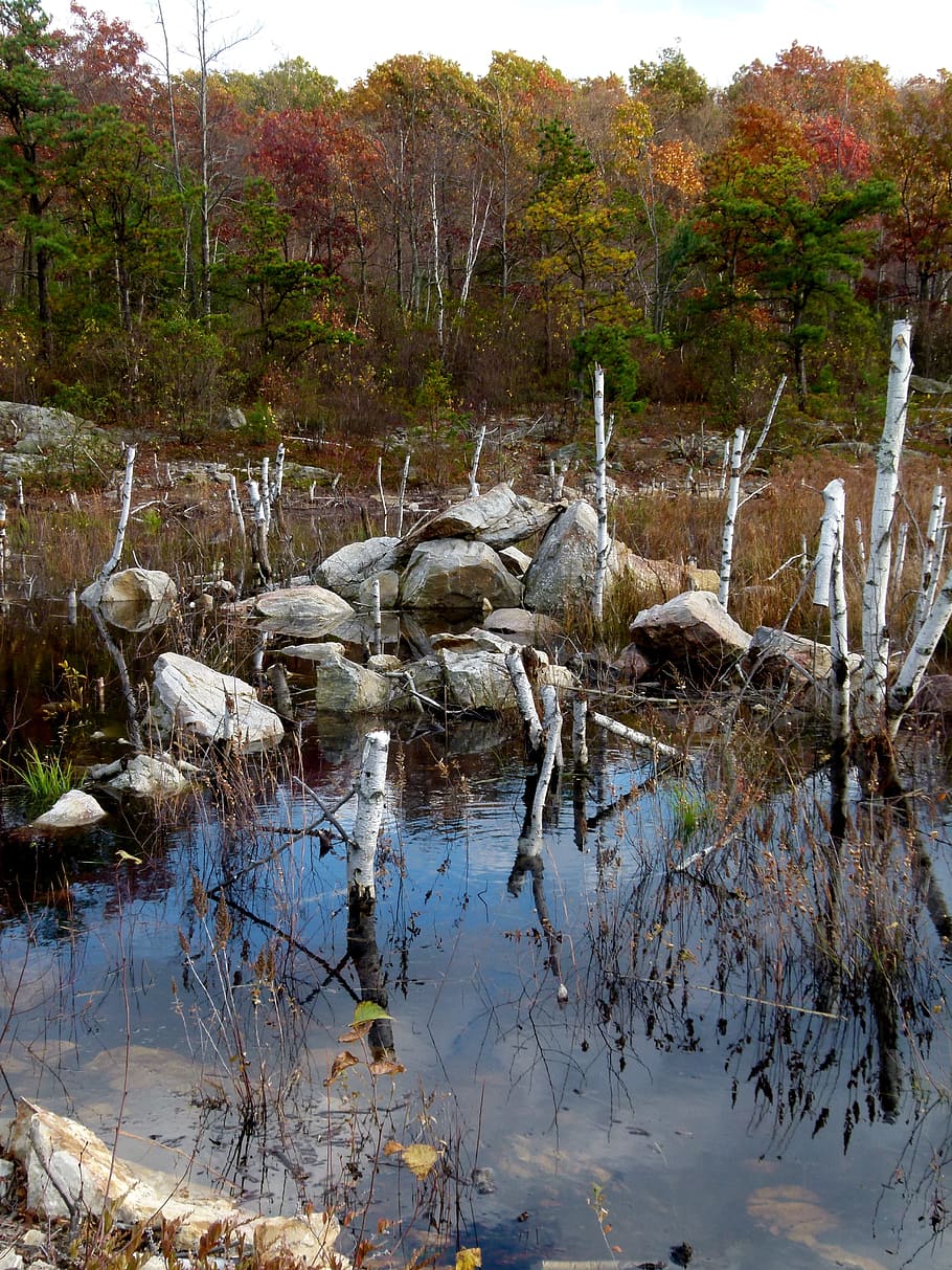 beaver, pond, beaver work, water, plant, tree, reflection, lake HD wallpaper