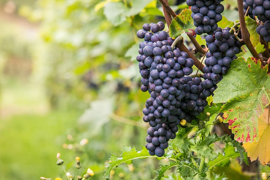 grape plant during day, wine, grapes, pinot noir, vine, leaf, HD wallpaper