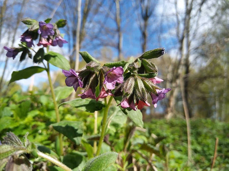 lungwort, flower, spring flower, macro, plant, flowering plant HD wallpaper