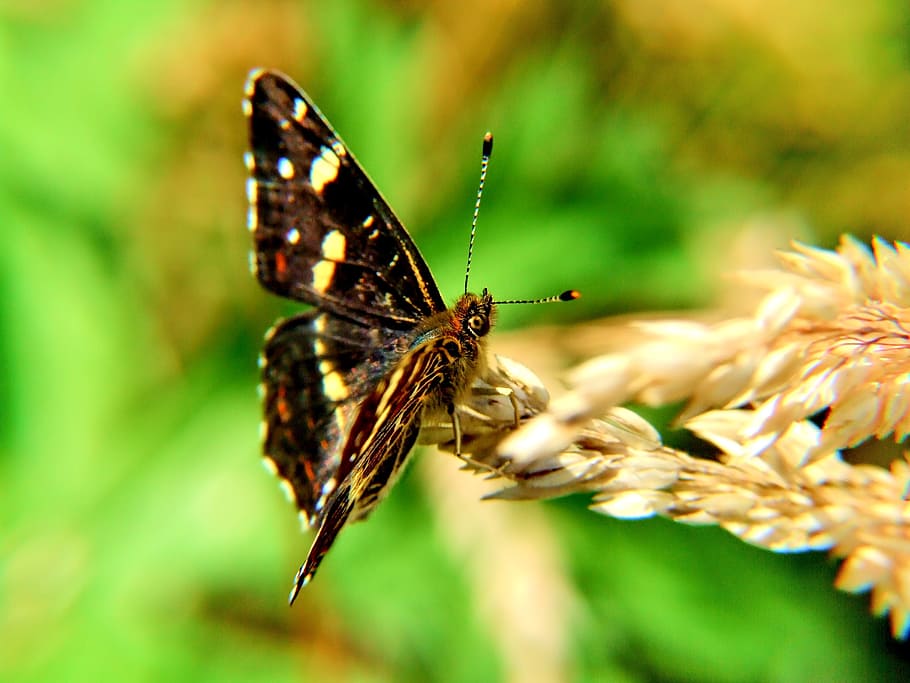 Butterfly, Macro, Nature, Insect, Beauty, insects, meadow, dom HD wallpaper