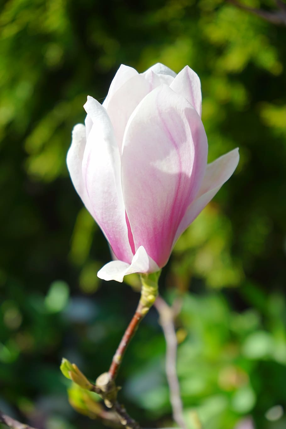 selective focus photography of pink petaled flower, blossom HD wallpaper