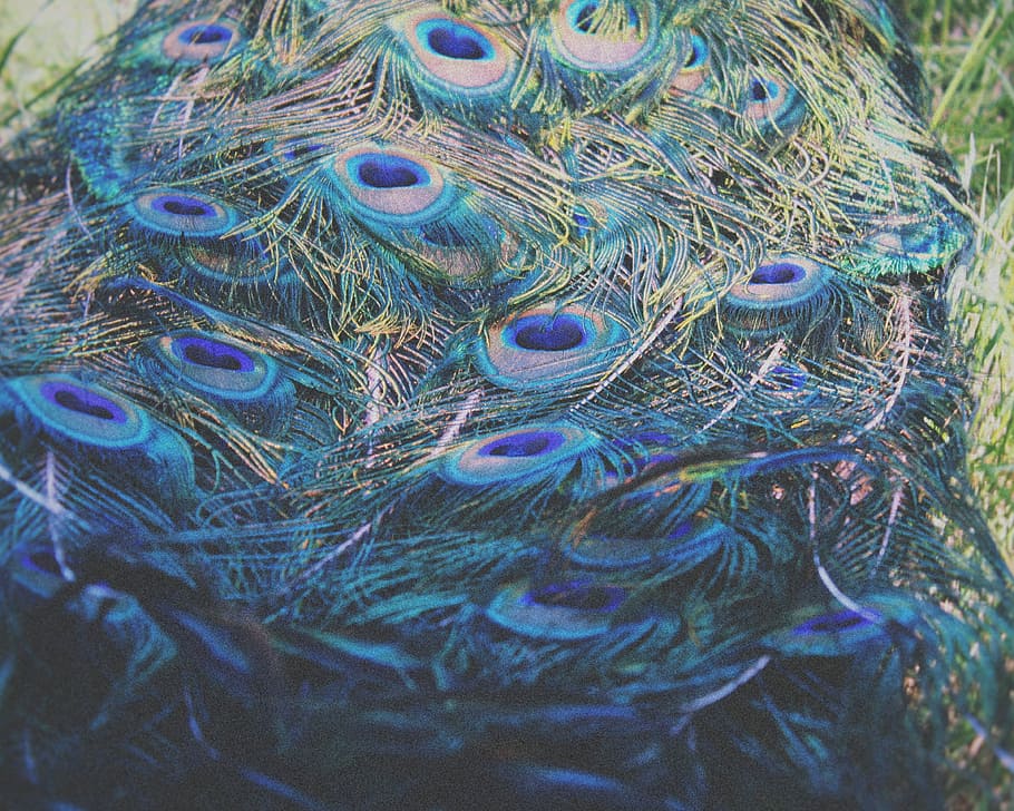 macro photography of peacock tail, peacock tail, feather, poacock HD wallpaper