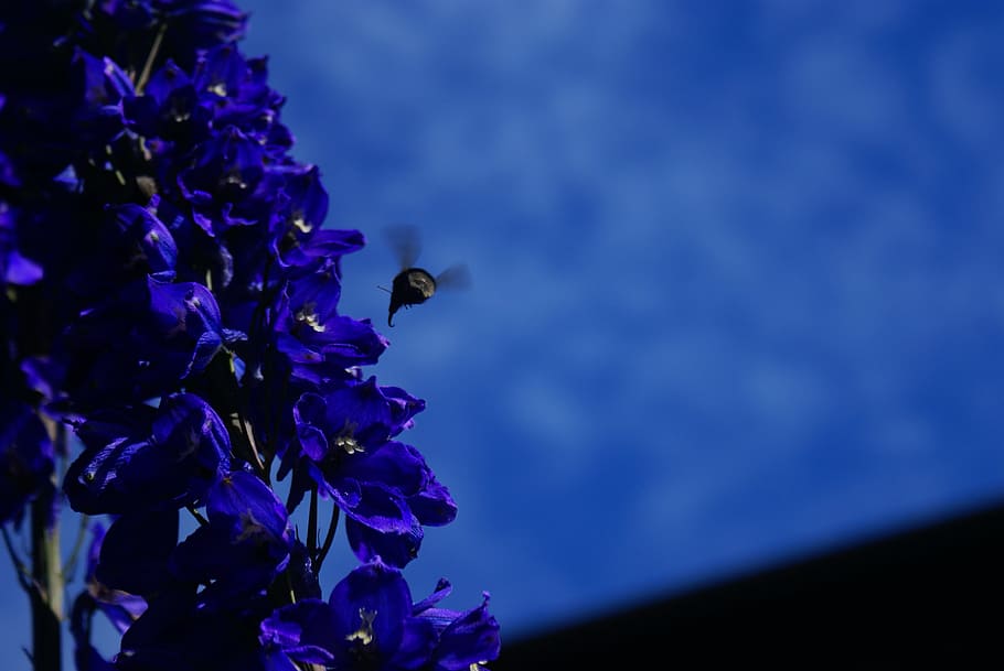 bee, flower, nature, purple, animal themes, blue, plant, flowering plant HD wallpaper