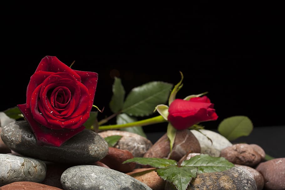 shallow focus photo of red roses, two red roses, on stones, love