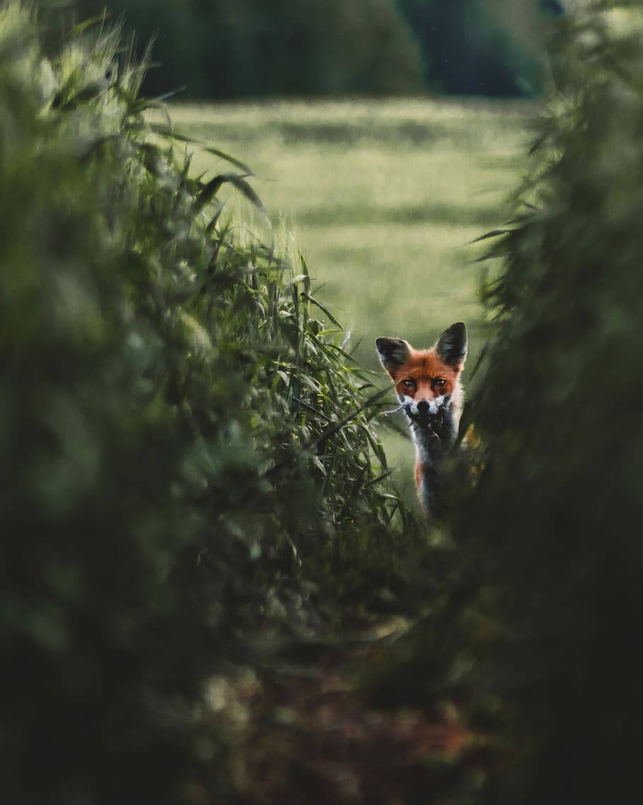 HD wallpaper: red fox on grass field, fox between on grass, path, bush ...