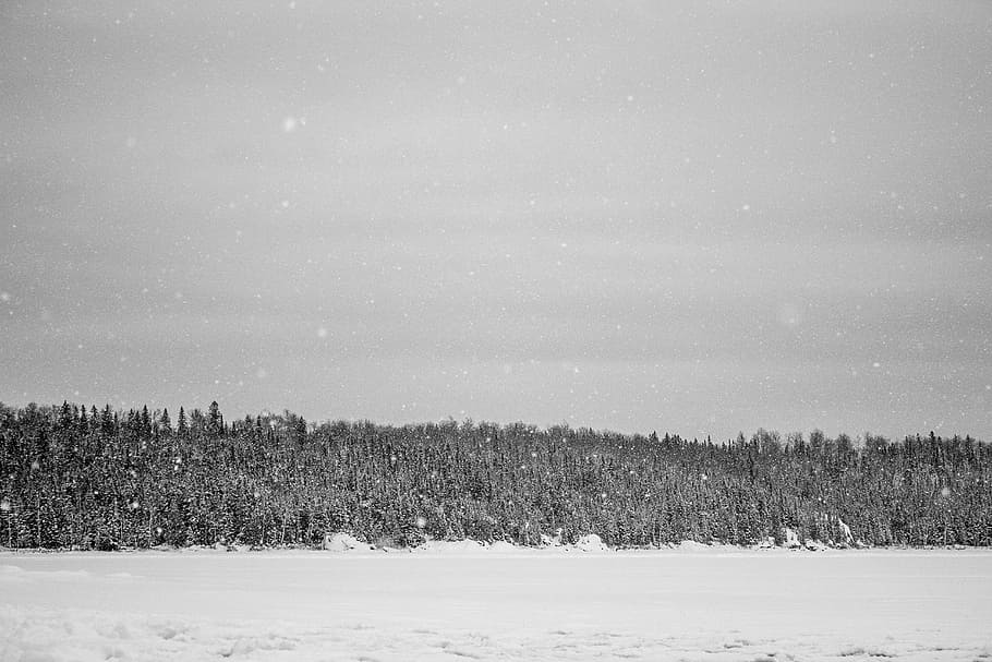 snowfield near forest, grayscale photo of pine trees, snowflake HD wallpaper