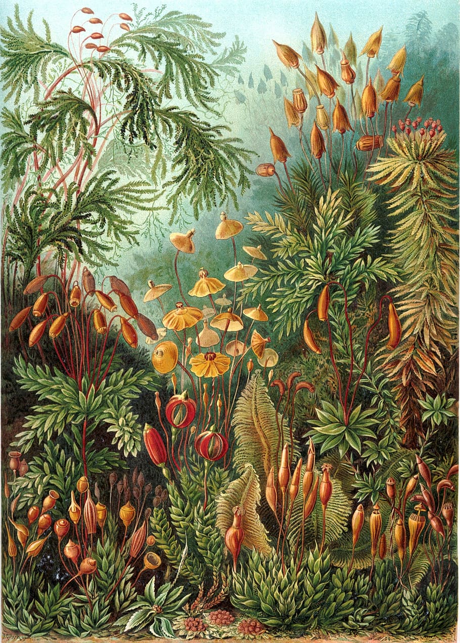 assorted plants paintin, moose, eurhynchium, haeckel muscinae