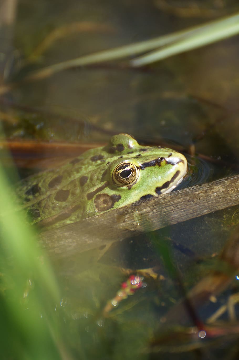 Frog, Pond, Toad, Amphibians, Nature, water frog, high, close HD wallpaper