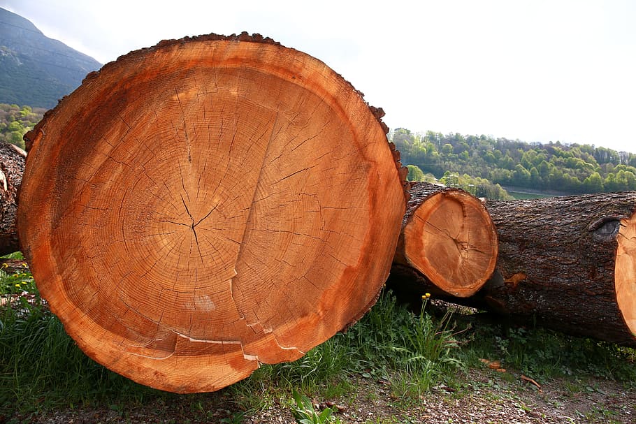 Trunks, Tree Trunk, Bark, Wood, trees, plant, nature, mountain HD wallpaper