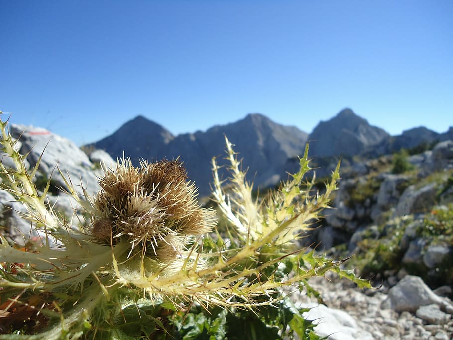 plant, thorn, spike, flower, thistle, mountains, nature, landscape.