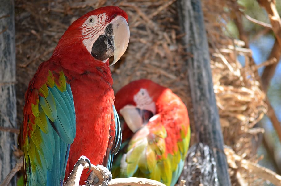 Parrot, Colors, Zoo, bird, red, animal wildlife, multi colored HD wallpaper