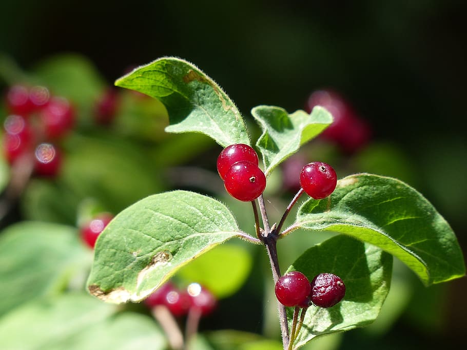 berries, wild, summer, leaf, plant part, fruit, healthy eating HD wallpaper