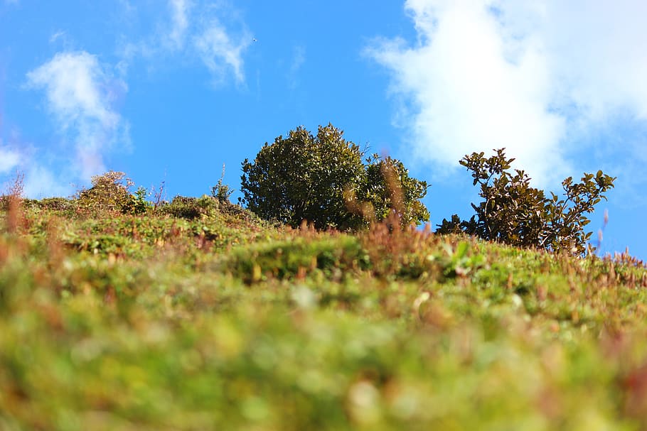 hatu, peak, temple, rest, house, nature, himachal, pradesh HD wallpaper