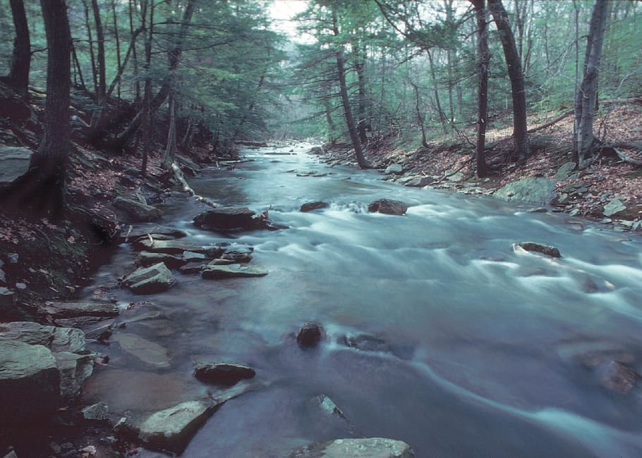 water stream near green leafed trees at daytime, wilderness HD wallpaper