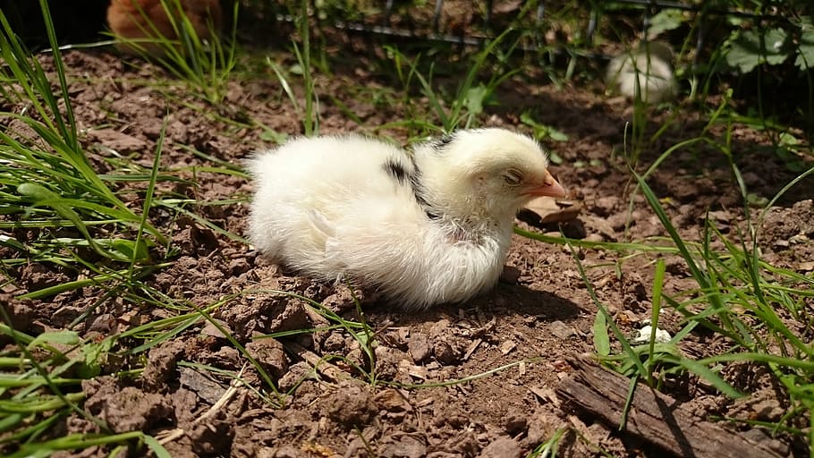 leghorn, exchequer, chicks, hen, chicken, hahn, nature, animal HD wallpaper