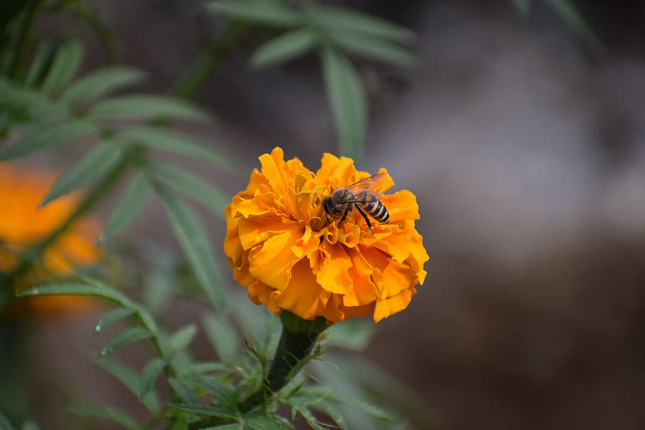 nature, flower, flora, leaf, garden, closeup, outdoors, floral HD wallpaper