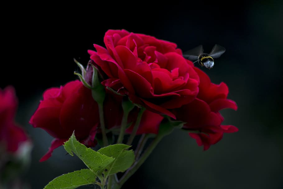 red petaled flower, rose, bee, fly, spray, dark, black background HD wallpaper