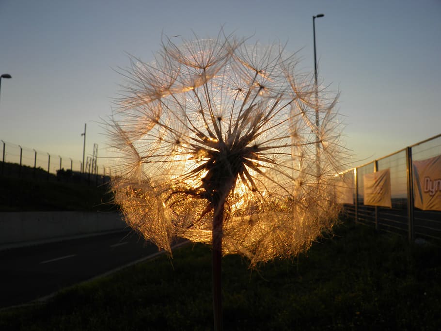 dandelion, sunset, nature, sky, plant, no people, tree, architecture HD wallpaper