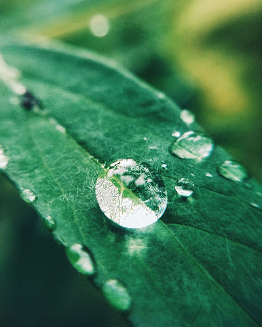rain, macro, drop, leaf, plant part, green color, close-up HD wallpaper