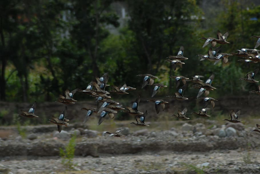 wild ducks, ave, waterfowl, large group of animals, animals in the wild HD wallpaper