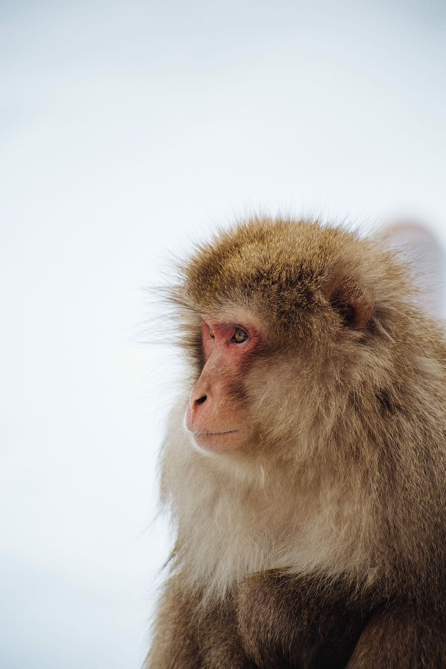 brown monkey on closeup photography, selective focus photograph of monkey HD wallpaper