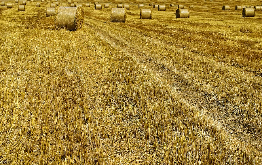 agricultural, agriculture, autumn, background, bale, barley, HD wallpaper