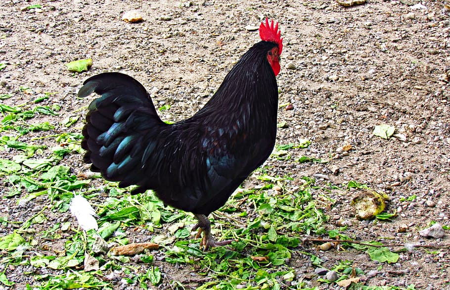 cock, bird, tom, comb, pen, beak, nature, colored, animal, animal themes HD wallpaper