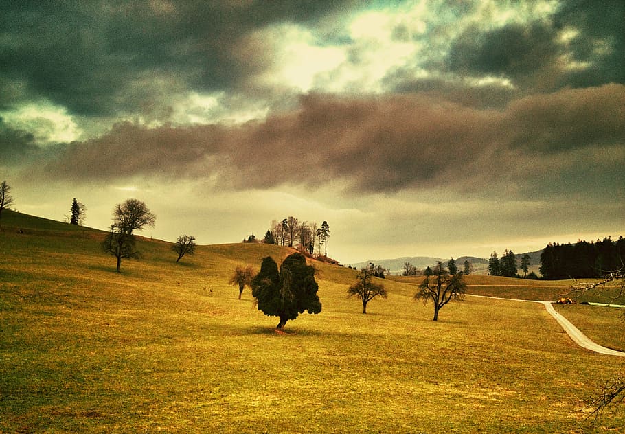 tree, nature, sky, cloud - sky, plant, mammal, field, land HD wallpaper