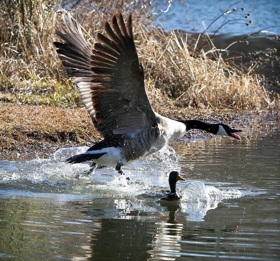 white and black goose spreading wings near water, Bird, Creature