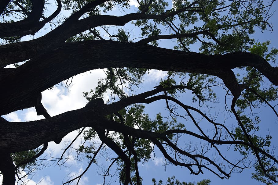 sky, tree, clouds, plant, low angle view, branch, nature, trunk HD wallpaper