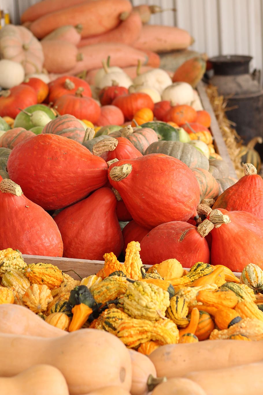 gourds, fall, harvest, food and drink, healthy eating, freshness HD wallpaper