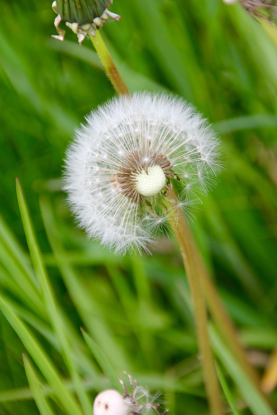 dandelion, meadow, plant, freshness, flower, flowering plant HD wallpaper