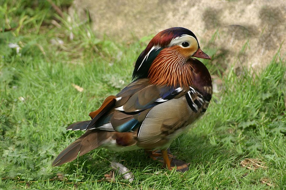 Duck, Colorful, foreign, mandarin duck, bird, animal themes HD wallpaper