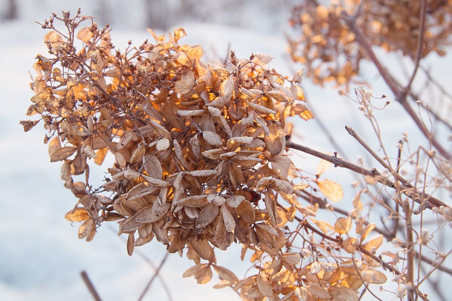 dead leaves, winter, snow, plant, nature, focus on foreground HD wallpaper