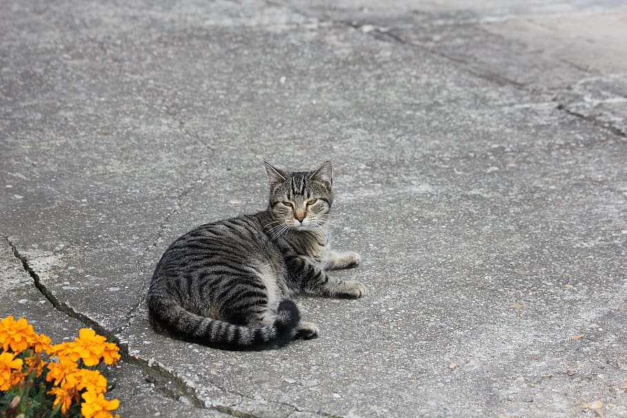 crampon, cat, tomcat, rest, kitten, domestic cat, pet, it lies HD wallpaper