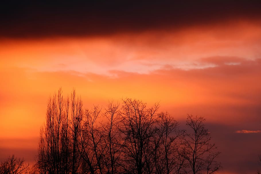 Winter skies ablaze, silhouette of trees during golden time, sunset HD wallpaper