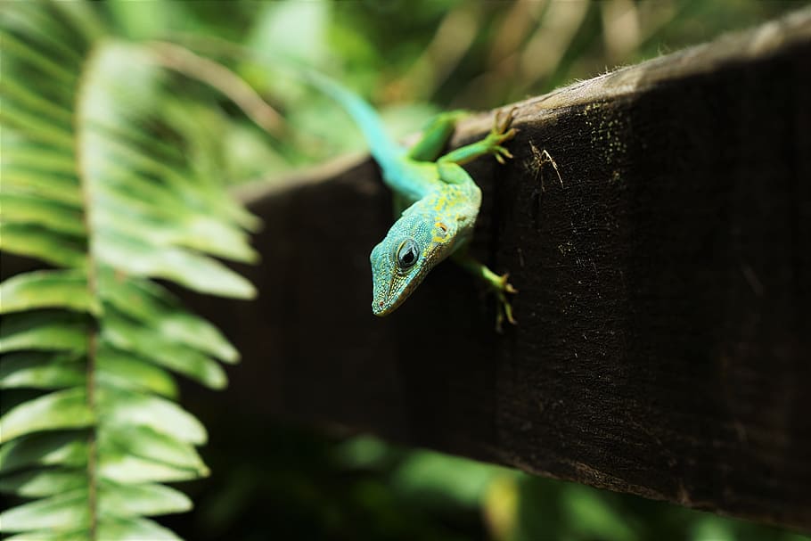 animals, reptiles, lizard, gecko, tree, bark, wood, leaves HD wallpaper